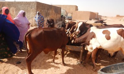 Samaritan's Purse is providing livestock animals, training, and tools to provide sustainable livelihoods for families.