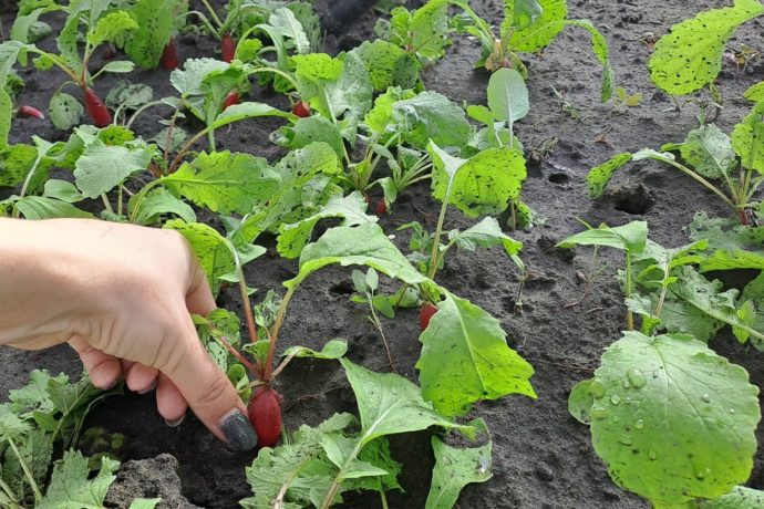 growing radishes