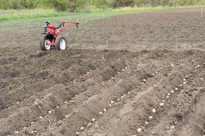 seed potatoes lie in furrows in the soil