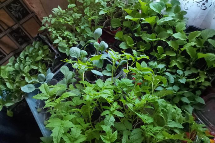 seedlings get a head start inside