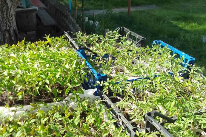 seedlings outside