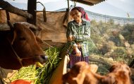 Cows and other livestock provided by Samaritan's Purse give rural, agrarian families in Vietnam a rare opportunity to generate an income and live sustainably.