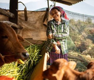 Las vacas y otros tipos de ganado provistos por Samaritan's Purse les dan a las familias rurales y agrícolas vietnamitas la oportunidad única de generar un ingreso y vivir de manera sostenible.