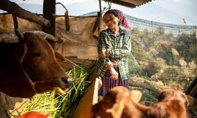 Cows and other livestock provided by Samaritan's Purse give rural, agrarian families in Vietnam a rare opportunity to generate an income and live sustainably.