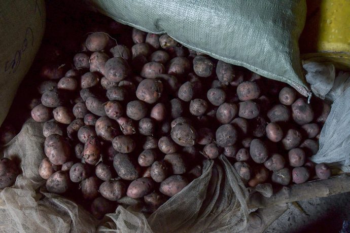 harvested potatoes