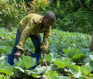DRC farmer in cabbage field