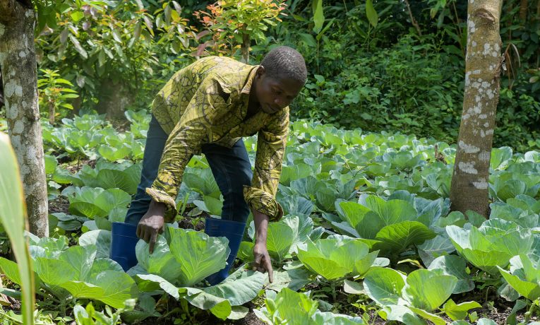 DRC farmer in cabbage field