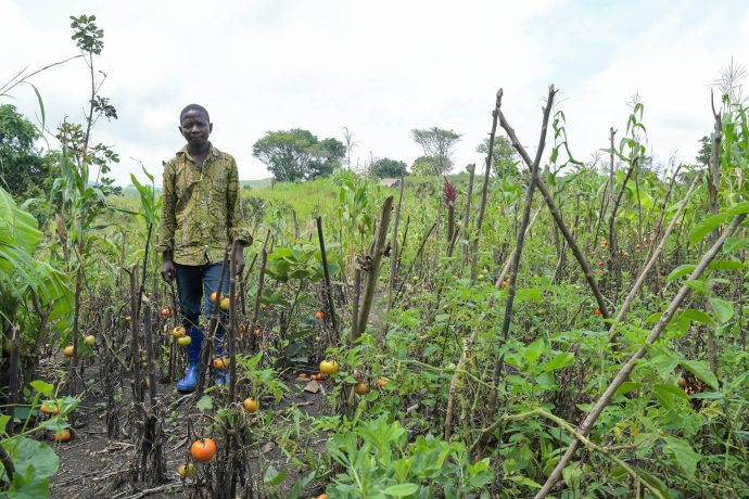 DRC farmer in tomato patch