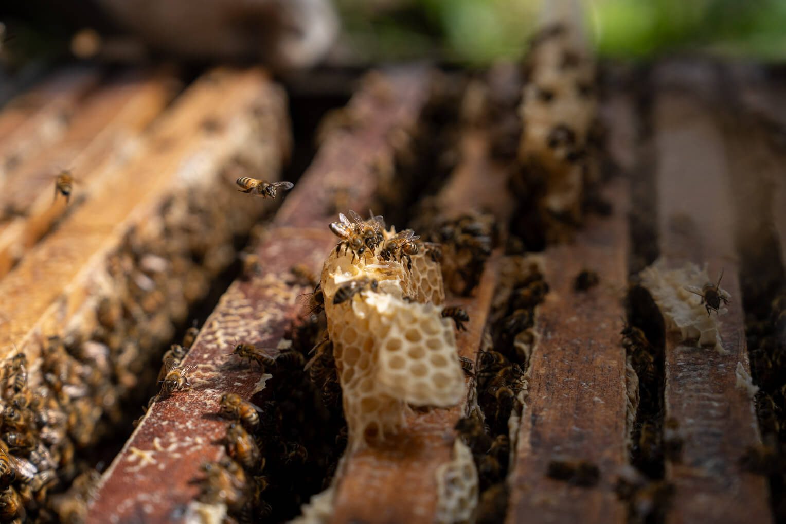 God provides for people in wonderful ways through the tireless work of honeybees in Cambodia.