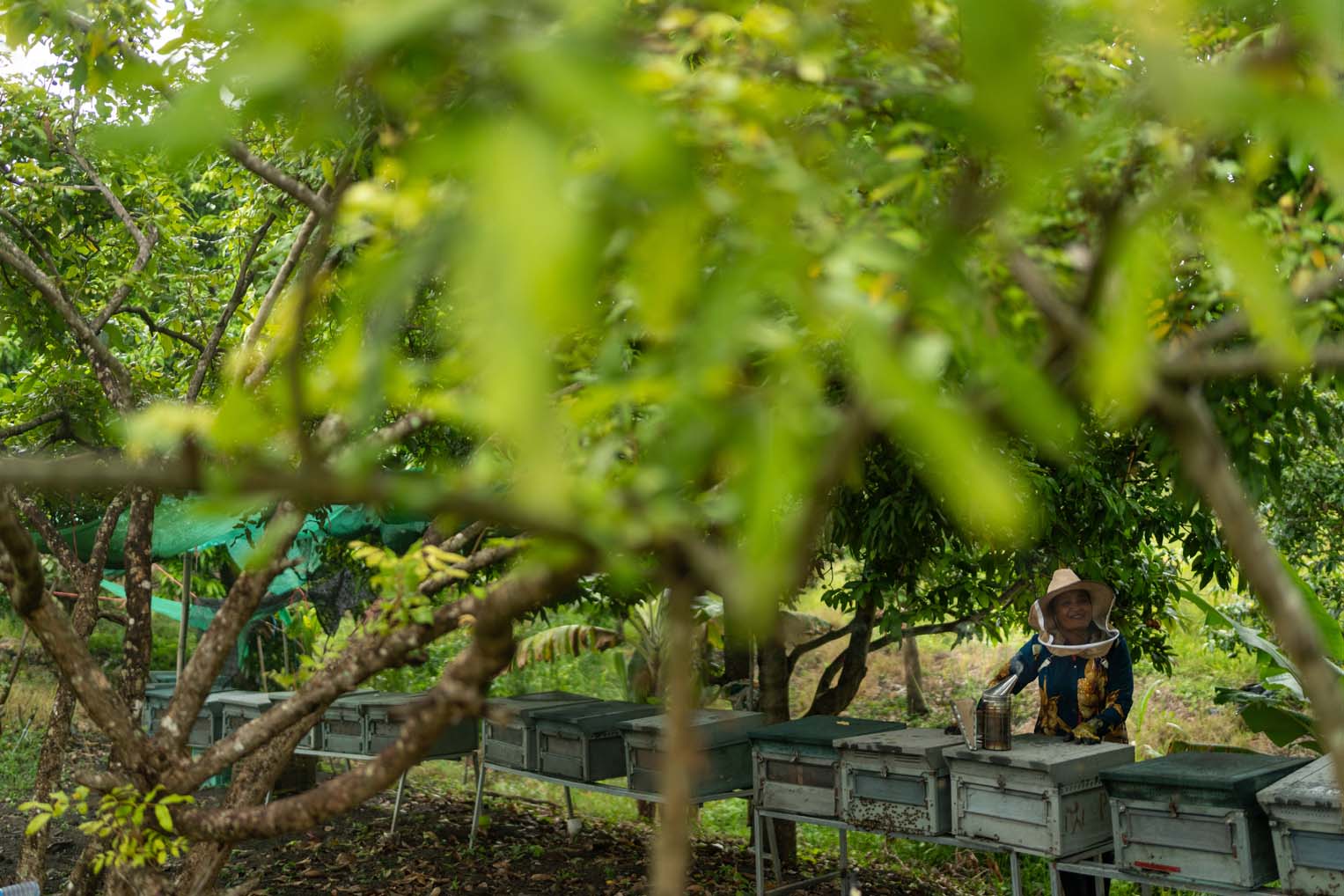 a Cambodian beekeeper tends to her hives in a rural farming area of Pailin Province where bees can find nectar from a variety of blooming plants