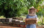 Beekeeping is one of many livelihood programs Samaritan's Purse has in Cambodia, all of which aim to show God's love as families rise out of poverty.