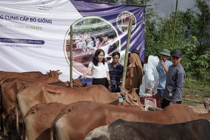 Cows were distributed to 50 families at a recent dedication ceremony in Lang's remote village in northern Vietnam. 