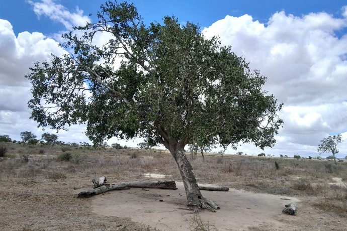 The tree Martin's church used to meet under