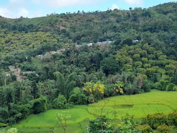 a row of hoses peaking out of a forest in eastern Madagascar