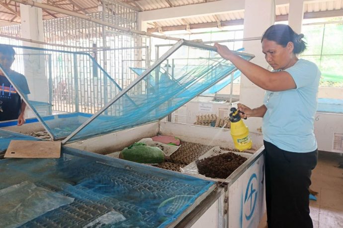 Sothearth opens lid to care for her crickets