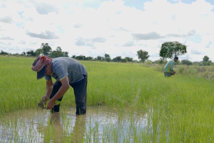 two people work in rice field