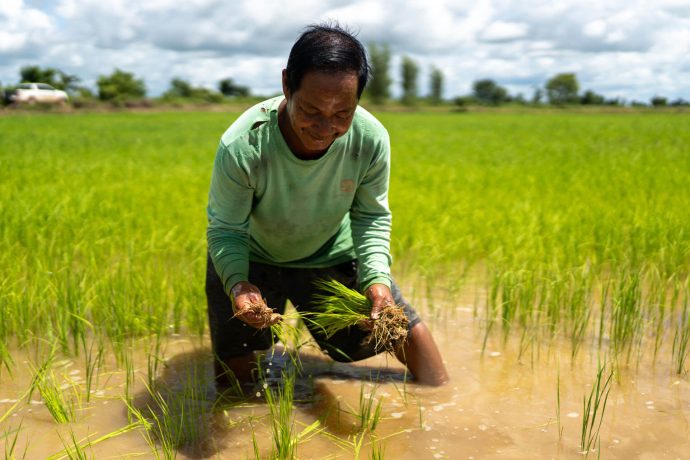 Rice farmer inspects his field