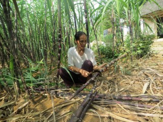 Tai's mother with her sugarcane crop