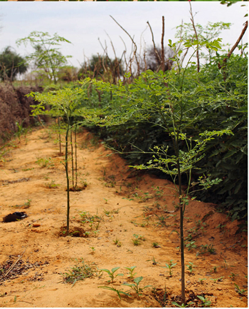 A Glimpse of Niger