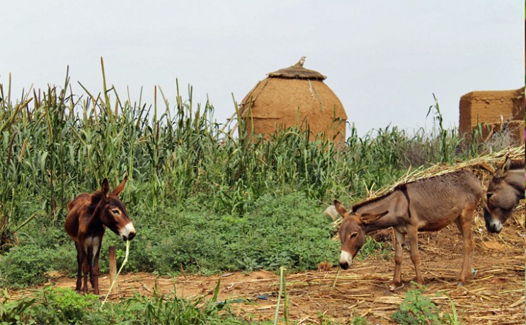 A Glimpse of Niger