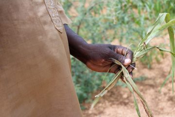 agriculture Niger